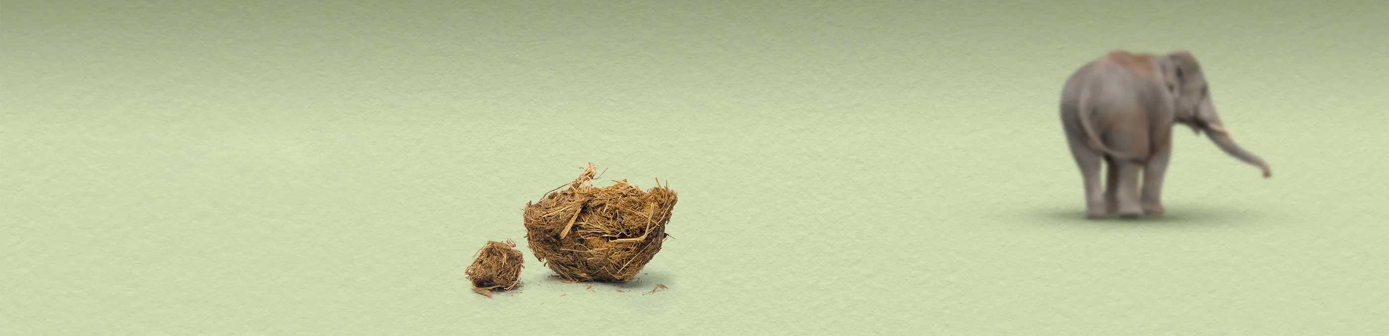 Hoe olifantenpoep de wereld kan redden