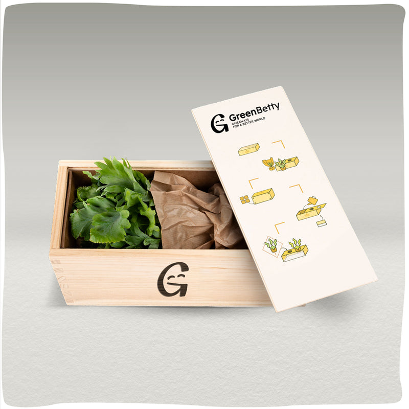 GreenCasey | Duurzame plantenbak